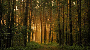 Nachhaltige Wälder sind die Basis für Umweltfreundliche Papierprodukte